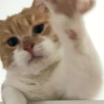 jeruhmi